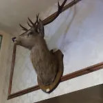 The Buck מלון